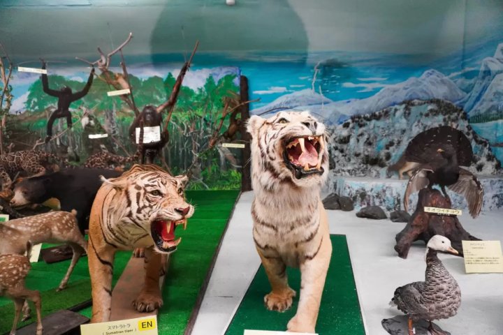 🏛️ 쓰야마 자연 신비관(쓰야마 시젠노 후시기칸)